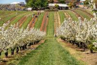 Sony A6300 Full Spectrum - Infrared & Normal - with Sony 16-70 F/4