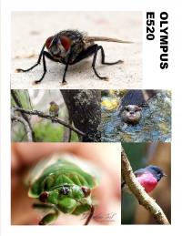 Olympus E520 for sale due to upgrade Olympus E520 for sale due to upgrade